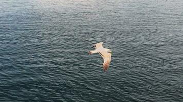 oiseau animal mouettes en volant video