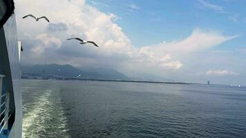 Bird Animal Seagulls Flying video