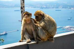 Barbary Macaques monkey on upper rock in Gibraltar Natural Reserve.Barbary Macaques monkey on upper rock in Gibraltar Natural Reserve. photo