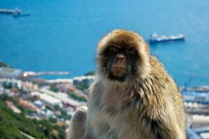 Barbary Macaques monkey on upper rock in Gibraltar Natural Reserve.Barbary Macaques monkey on upper rock in Gibraltar Natural Reserve. photo