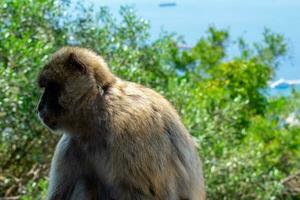 Barbary Macaques monkey on upper rock in Gibraltar Natural Reserve.Barbary Macaques monkey on upper rock in Gibraltar Natural Reserve. photo