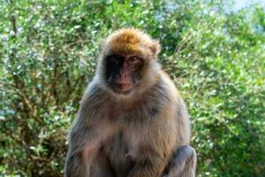 berbería macacos mono en Superior rock en Gibraltar natural reserva.barbary macacos mono en Superior rock en Gibraltar natural reservar. foto