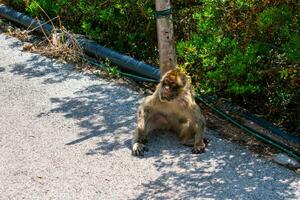 Barbary Macaques monkey on upper rock in Gibraltar Natural Reserve.Barbary Macaques monkey on upper rock in Gibraltar Natural Reserve. photo