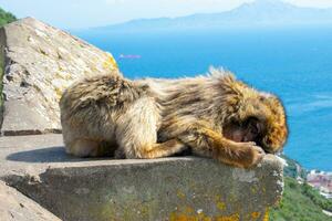 Barbary Macaques monkey on upper rock in Gibraltar Natural Reserve. photo