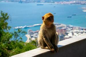 Barbary Macaques monkey on upper rock in Gibraltar Natural Reserve.Barbary Macaques monkey on upper rock in Gibraltar Natural Reserve. photo