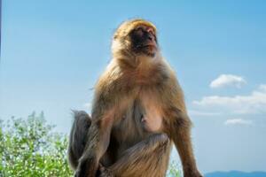 Barbary Macaques monkey on upper rock in Gibraltar Natural Reserve.Barbary Macaques monkey on upper rock in Gibraltar Natural Reserve. photo