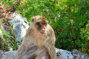 Barbary Macaques monkey on upper rock in Gibraltar Natural Reserve. photo