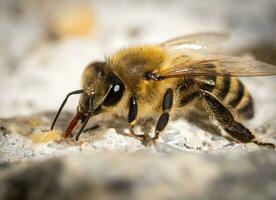 cerca arriba Disparo de un abeja foto