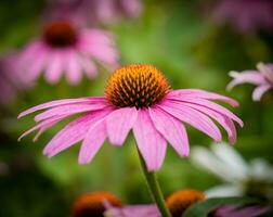 rosado coneflower equinácea foto