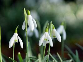 snowdrop flowers in spring photo