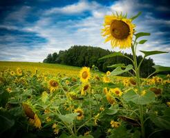 hermoso campo de girasoles foto