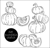 Set of pumpkin doodles. Autumn harvest. Elements for autumn decorative design, halloween invitation, harvest. Stock illustration in sketch style. vector