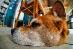 A cute dog photo