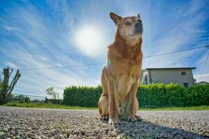 a dog sitting on the ground in front of a blue sky photo