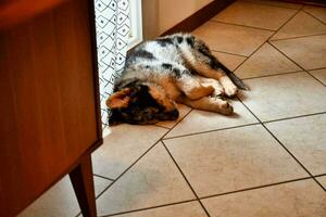 A cute dog laying on the floor photo