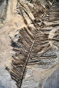 Old fossil on the rock photo