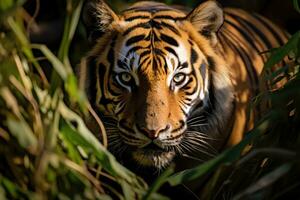 Portrait of Sumatran tiger in a jungle. Generative AI photo