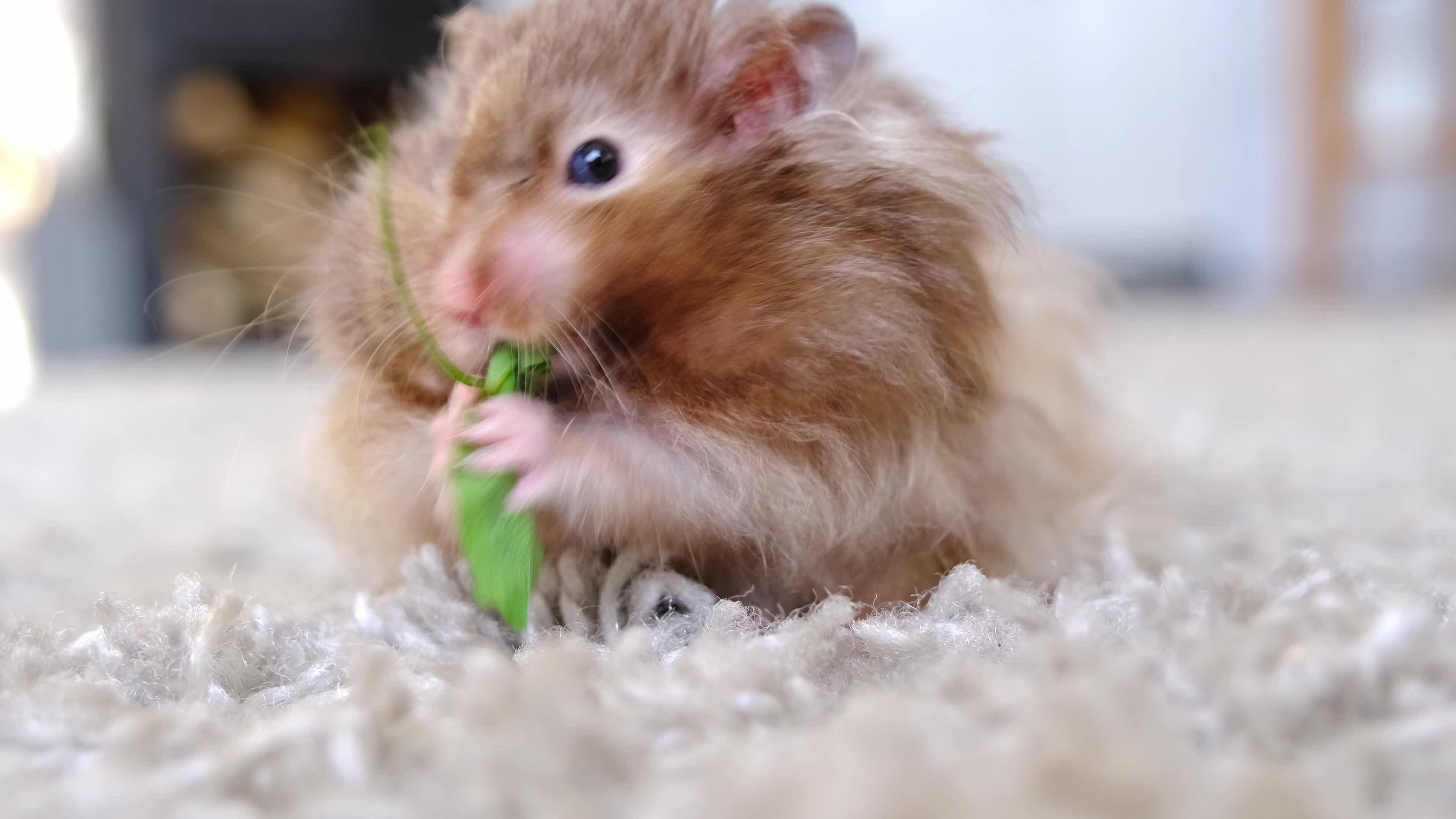 Fluffy syrian hamster close up face Stock Photo