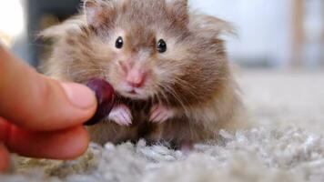 Funny fluffy Syrian hamster eats a a grape berry, stuffs his cheeks. Food for a pet rodent, vitamins. Close-up video