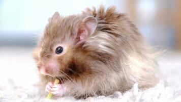 Funny fluffy Syrian hamster eats a green branch of clover, stuffs his cheeks. Food for a pet rodent, vitamins. Close-up video