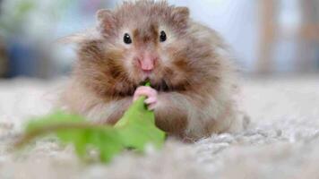 Funny fluffy Syrian hamster eats a green branch of clover, stuffs his cheeks. Food for a pet rodent, vitamins. Close-up video