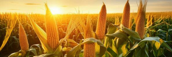 Corn cobs in agriculture field. Generative AI photo