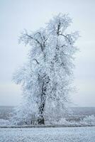 Frozen tree on winter field photo