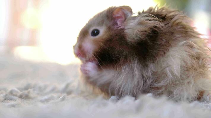 Fluffy syrian hamster close up face Stock Photo