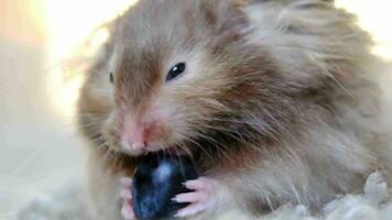 Funny fluffy Syrian hamster eats a a grape berry, stuffs his cheeks. Food for a pet rodent, vitamins. Close-up video