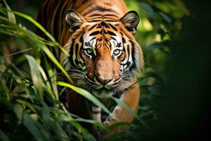 Portrait of Sumatran tiger in a jungle, Panthera tigris sumatrae. Generative AI photo