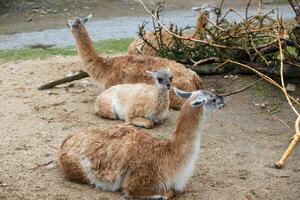 Group of animals Guanaco llama photo