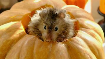 Funny shaggy fluffy hamster sits inside a pumpkin in the cut-out round hole and chews pumpkin in a Halloween decor among garlands, lanterns, candles. Harvest Festival video
