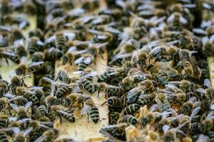 Open hive showing the frames populated by honey bees.Bees in honeycomb. photo
