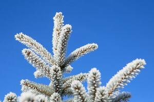 Spruce branch with frost on blue sky background. Christmas tree with hoarfrost. photo