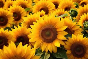 Field of sunflowers photo