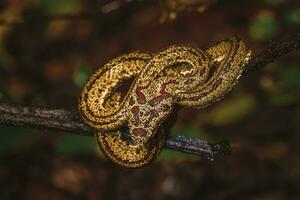 Wild Snake of Costa Rica photo