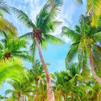 Fresh green palm trees background photo