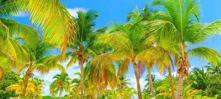 Tropical island background photo