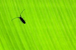 pequeño escarabajo en verde antecedentes foto