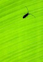 Green leaf background with a bug photo