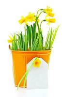 Pot of narcissus flower photo