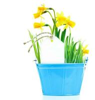 Pot of narcissus flower photo