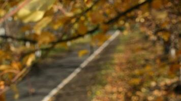 wind schudt gouden bladeren detailopname. herfst in stad met wazig bokeh video