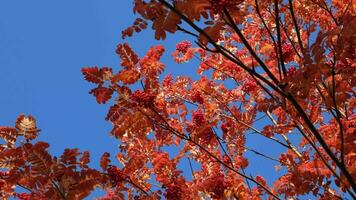 lindo Rowan bagas e folhas dentro luz solar. outono natureza fundo video