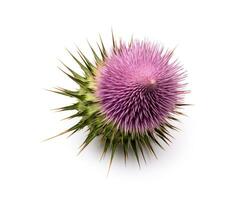 Photo of Thistle isolated on white background. Generative AI