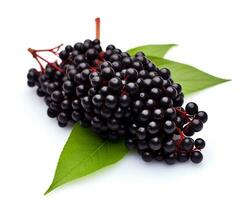 Photo of Elderberry isolated on white background. Generative AI