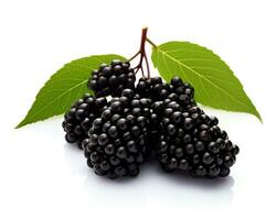 Photo of Elderberry isolated on white background. Generative AI