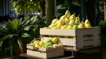 Freshly picked White mango Jack fruit from garden placed in the boxes. Generative AI photo