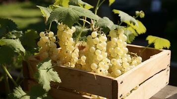 Freshly picked White currant fruit from garden placed in the boxes. Generative AI photo