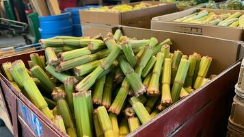 recién escogido Caña de azúcar Fruta desde jardín metido en el cajas generativo ai foto